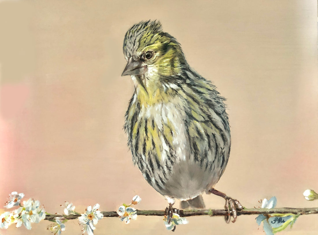 Female Siskin - finished!