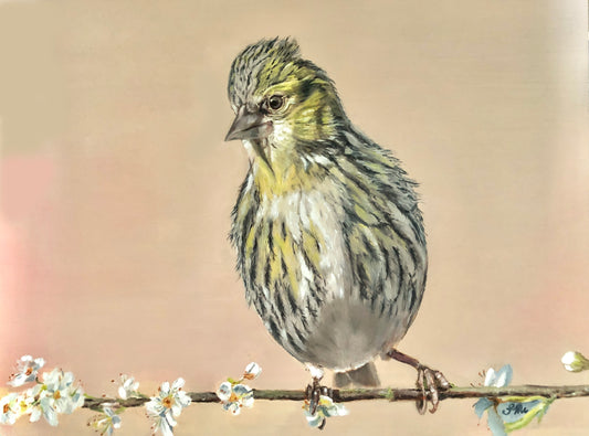 Female Siskin - finished!