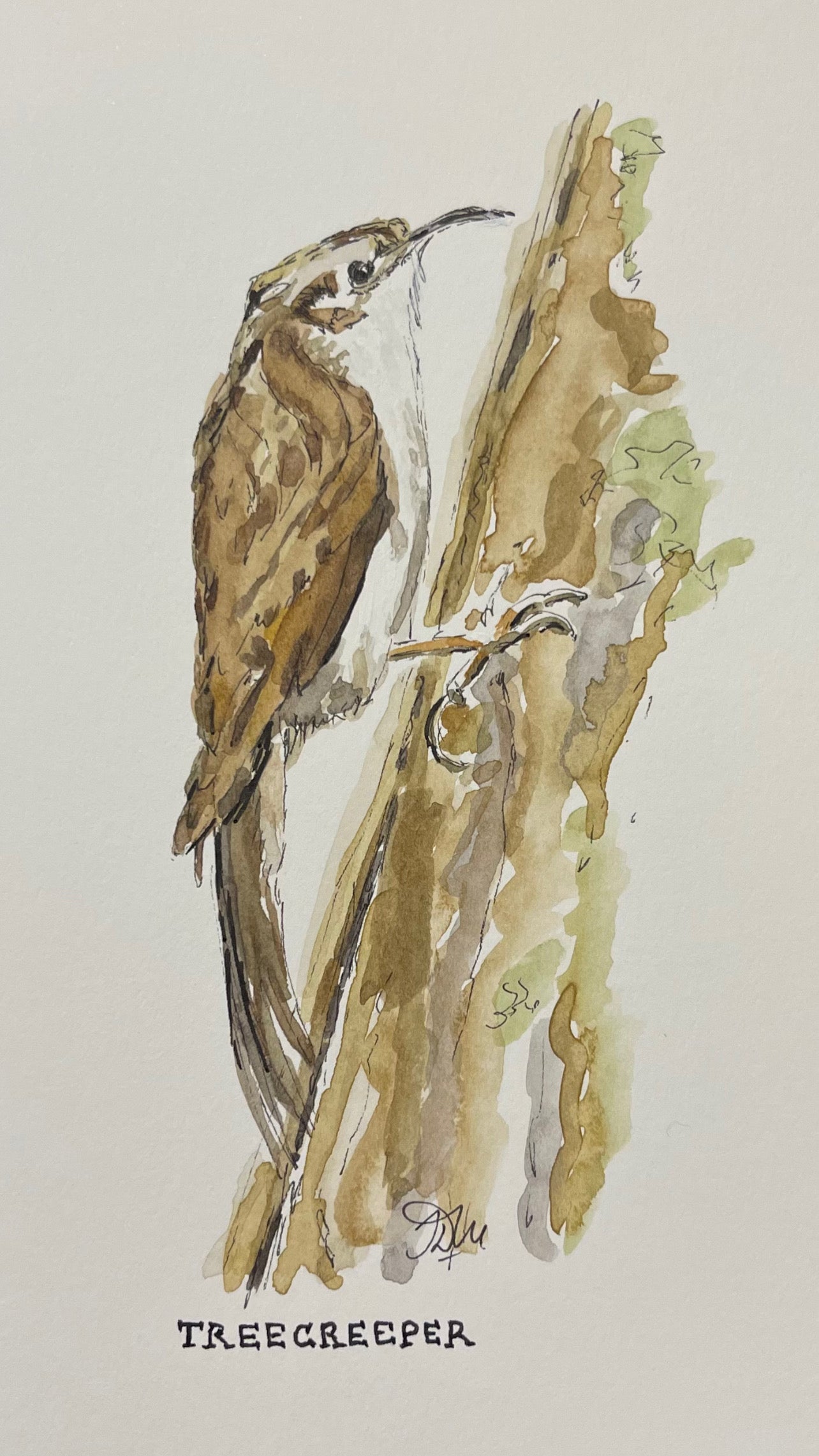 Treecreeper | Original Watercolour Sketch