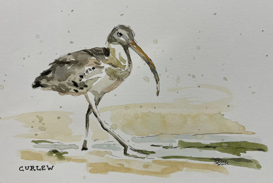 Curlew | Original Watercolour Sketch