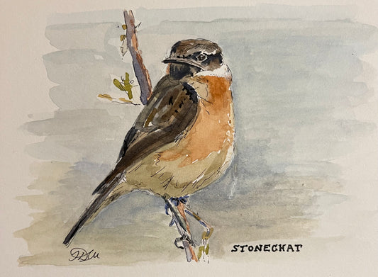 Stonechat | Original Watercolour Sketch