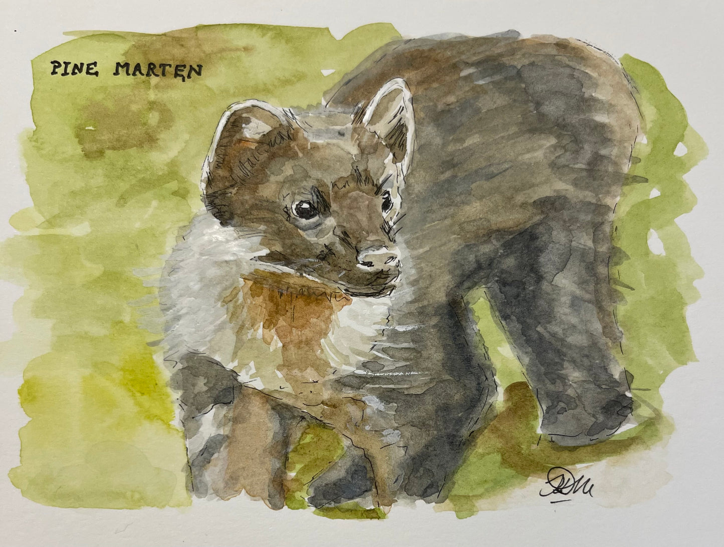 Pine Marten | Original Watercolour Sketch