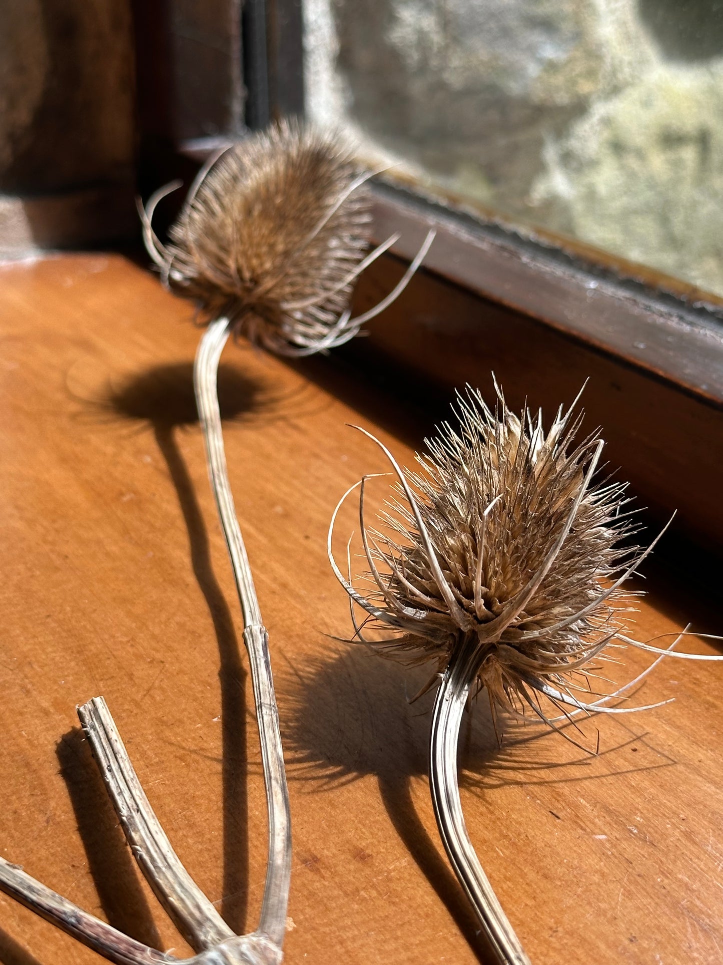 Teasel | Original Oil Painting | 4 x 12 inches