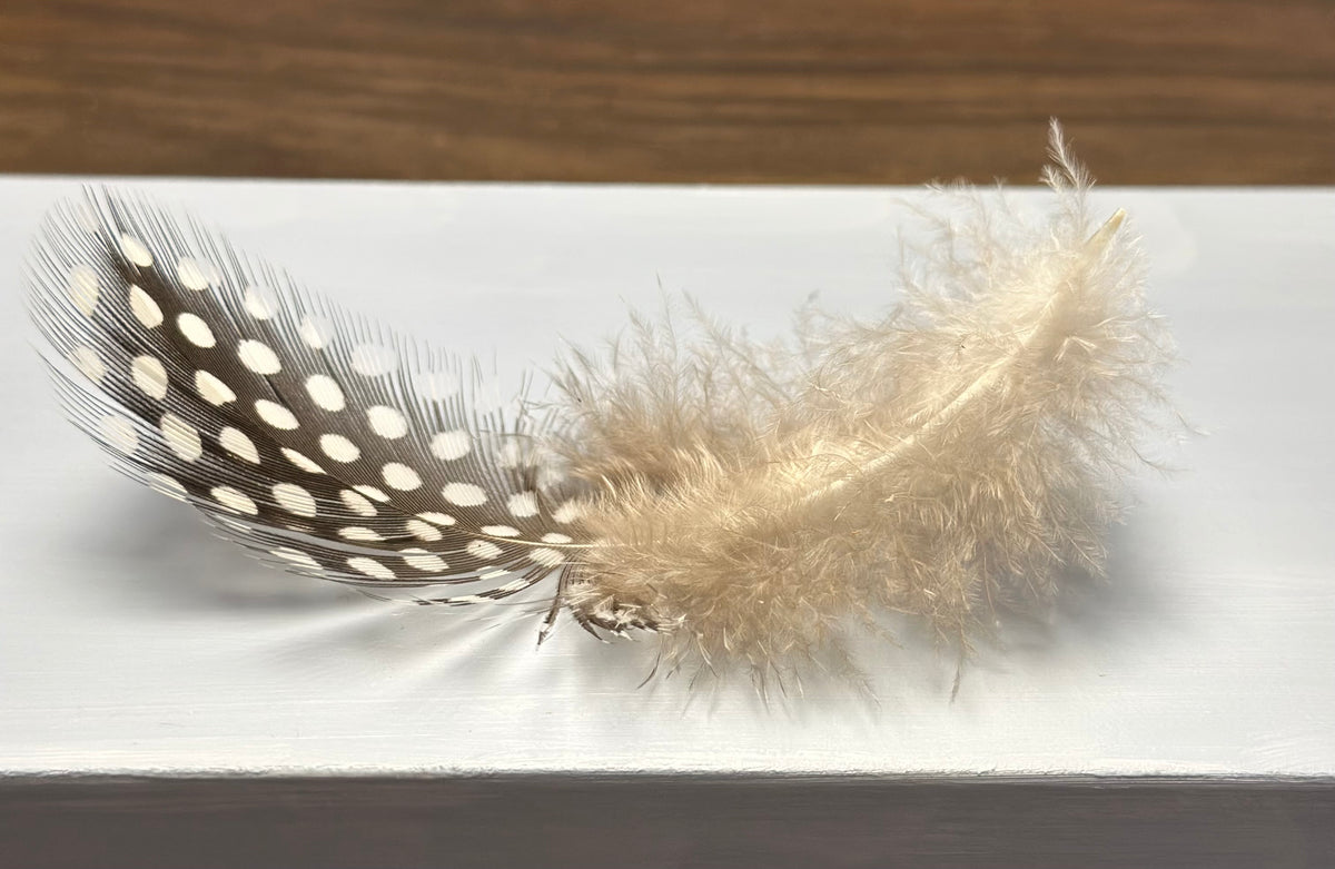 Guinea Fowl Feather | Original Oil Painting | 4 x 12 inches