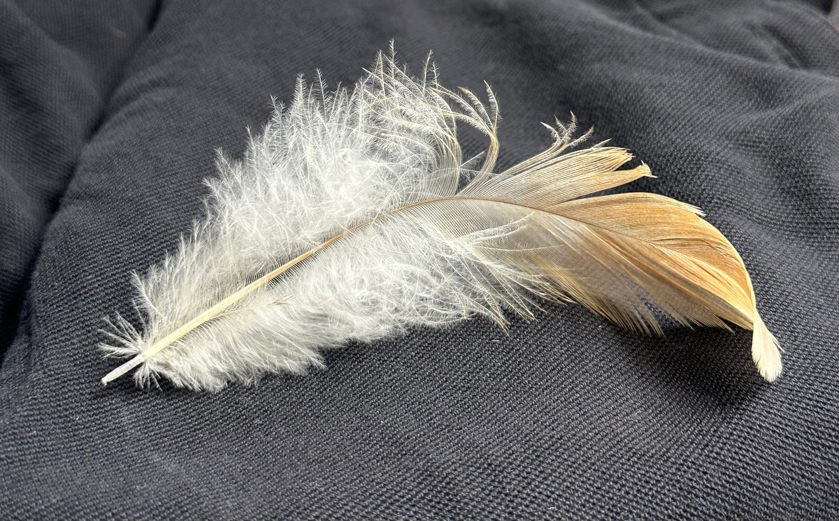 Hen Feather | Original Oil Painting | 4 x 12 inches