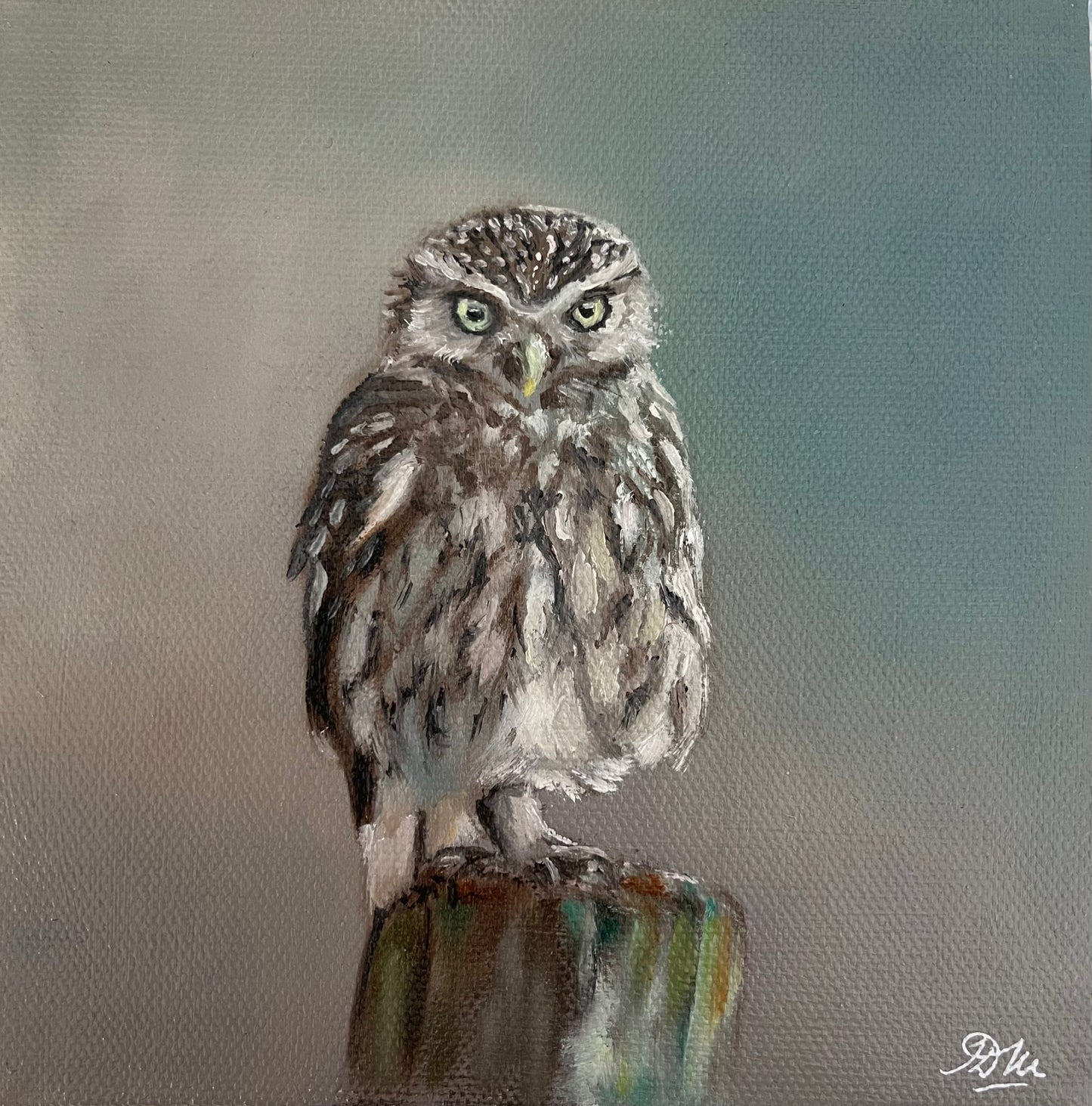 Tawny Owl | Original Oil Painting | 6 x 6 inches