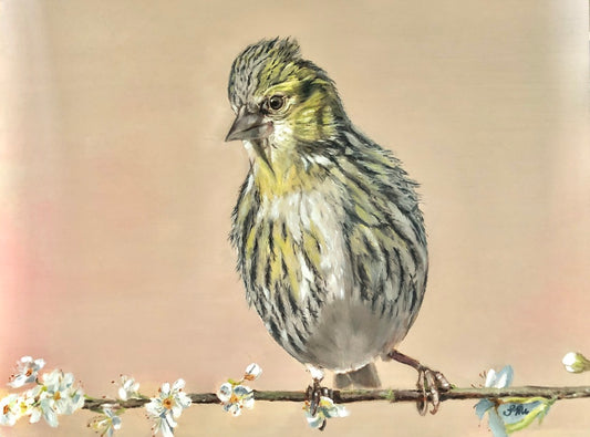 Bird Original Oil Painting Siskin