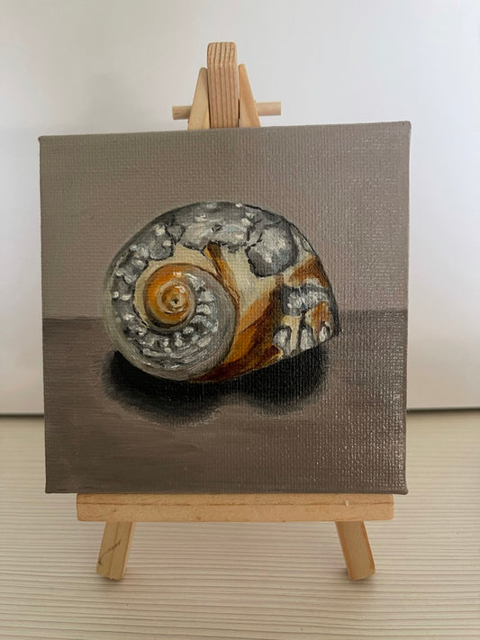 Shell Still Life Oil Painting
